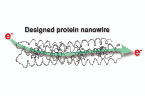 Image shows the design of a protein nanowire, with the green arrow indicating electron flow. Credit Ross Anderson. July 2023